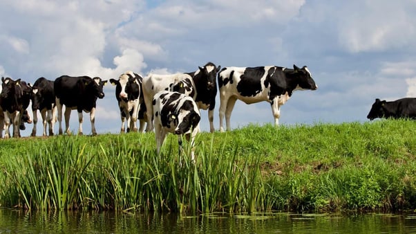 CSL-Cattle-Investigation